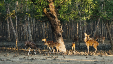 sundarban trip